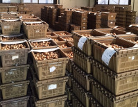 Veilingseizoen Veilingseizoen