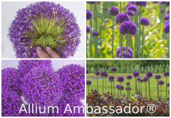 Veilingseizoen Veilingseizoen