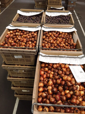 Veilingseizoen Veilingseizoen