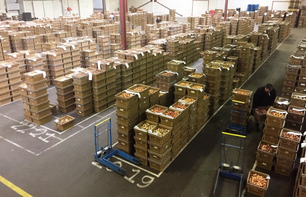 Veilingseizoen Veilingseizoen