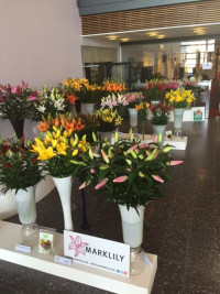 Veilingseizoen Veilingseizoen